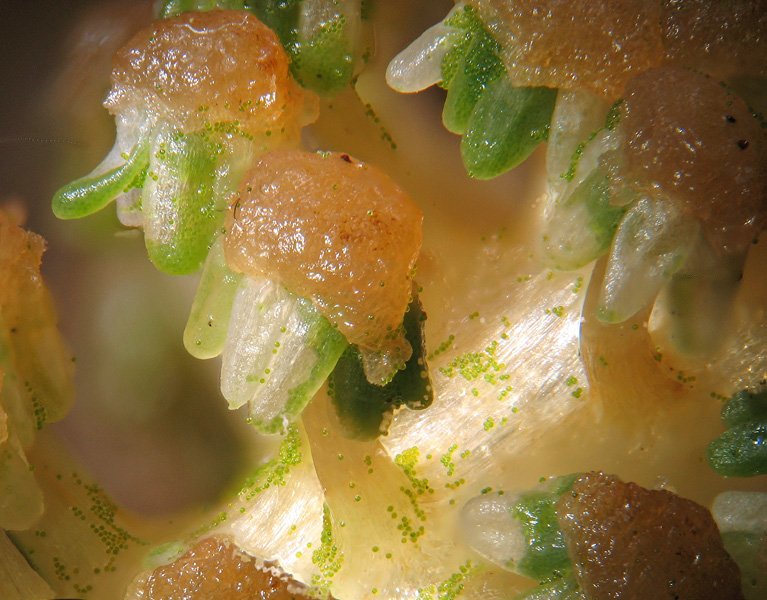 Equisetum telmateia